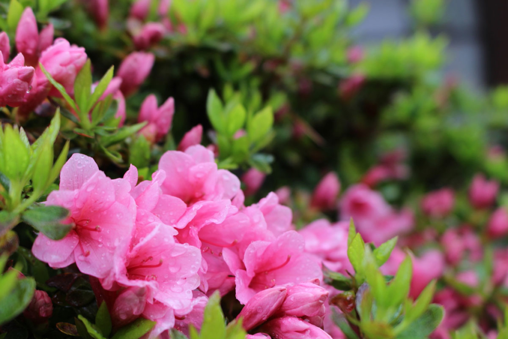 長久手の花「さつき」